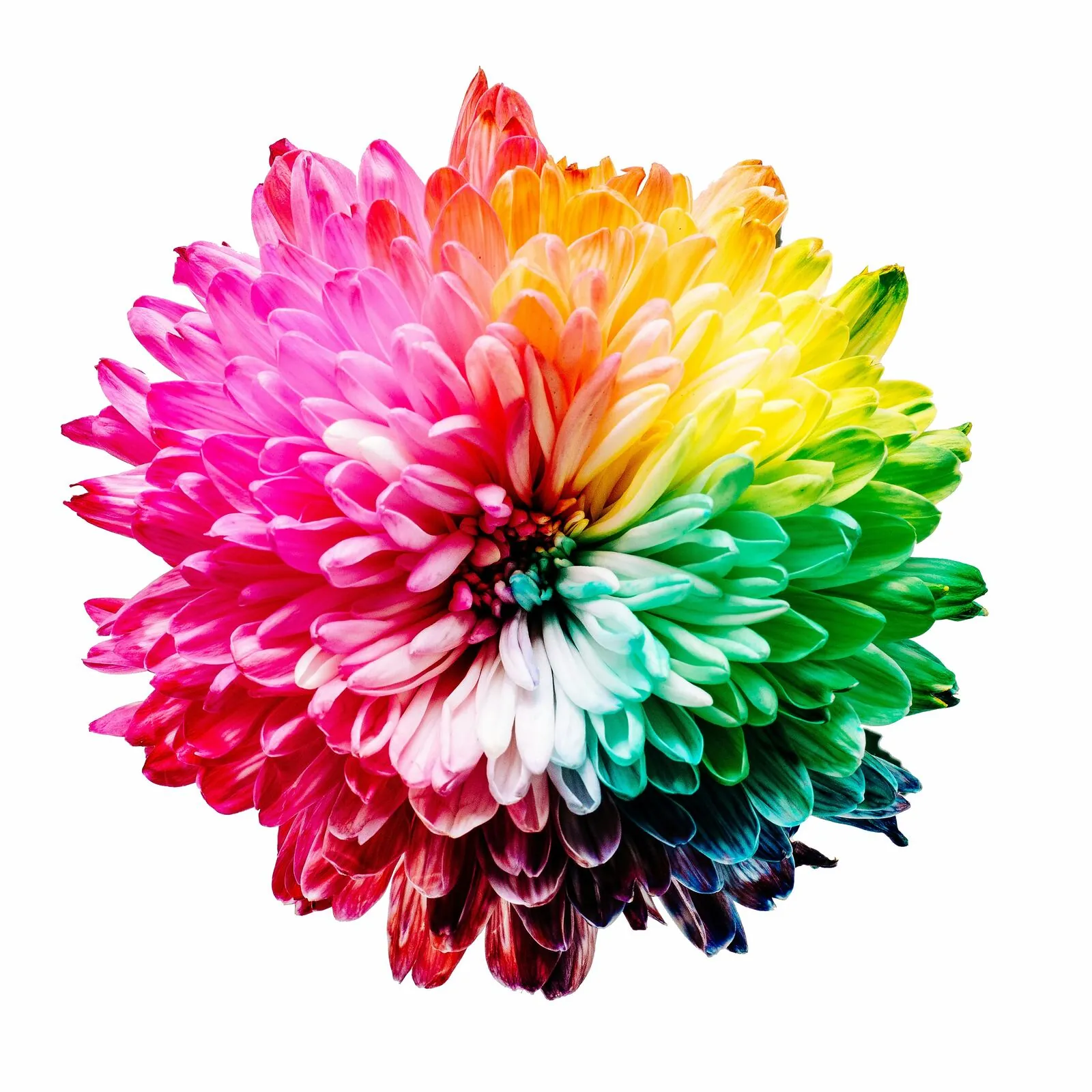 Flor colorida representando o espectro de 22 vitaminas e minerais da fórmula